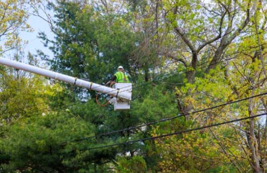 Tree Removal in Belleville, IL