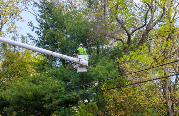 Best Tree Removal in St. Clair