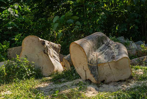 Belleville Tree Stump Removal Cost